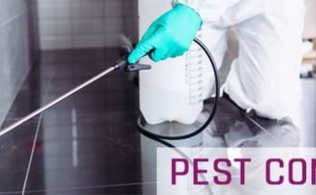 Pest Control in Melbourne